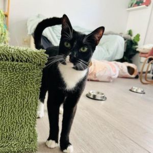 Introducing Joel the epitome of feline serenity in a world of hustle and bustle