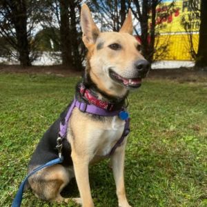 Blossom, Adult Female Mixed Breed