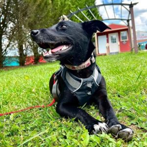 Kandra, Adult Female Mixed Breed