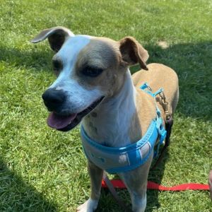 Bubbles, Adult Male Mixed Breed