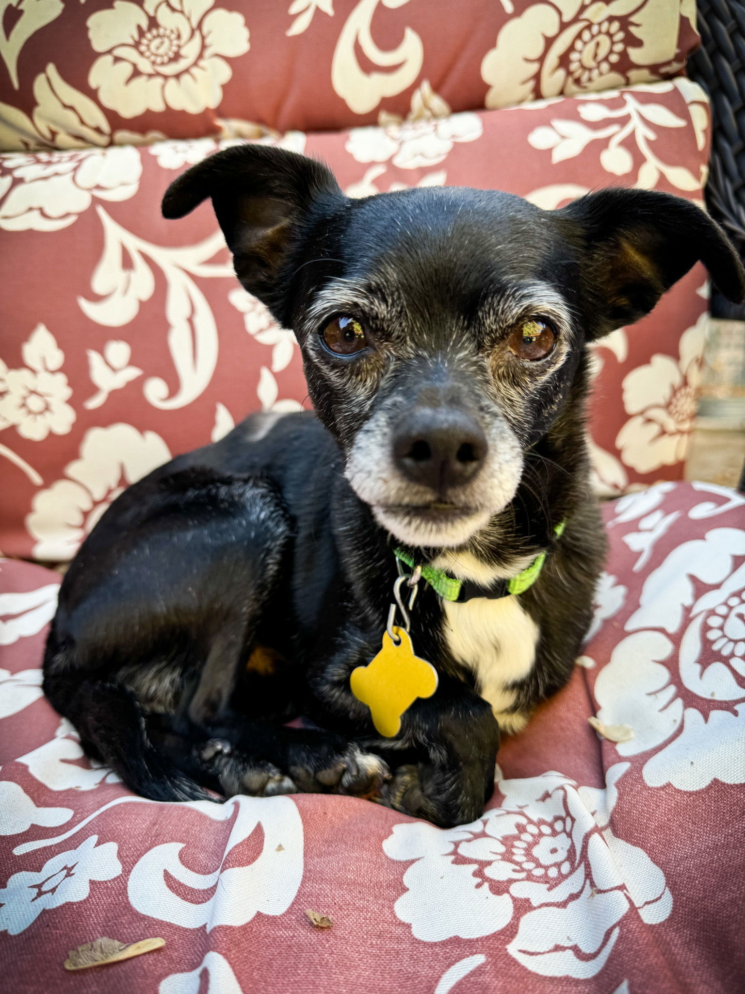 Panther, an adoptable Chihuahua in Salt Lake City, UT, 84171 | Photo Image 1