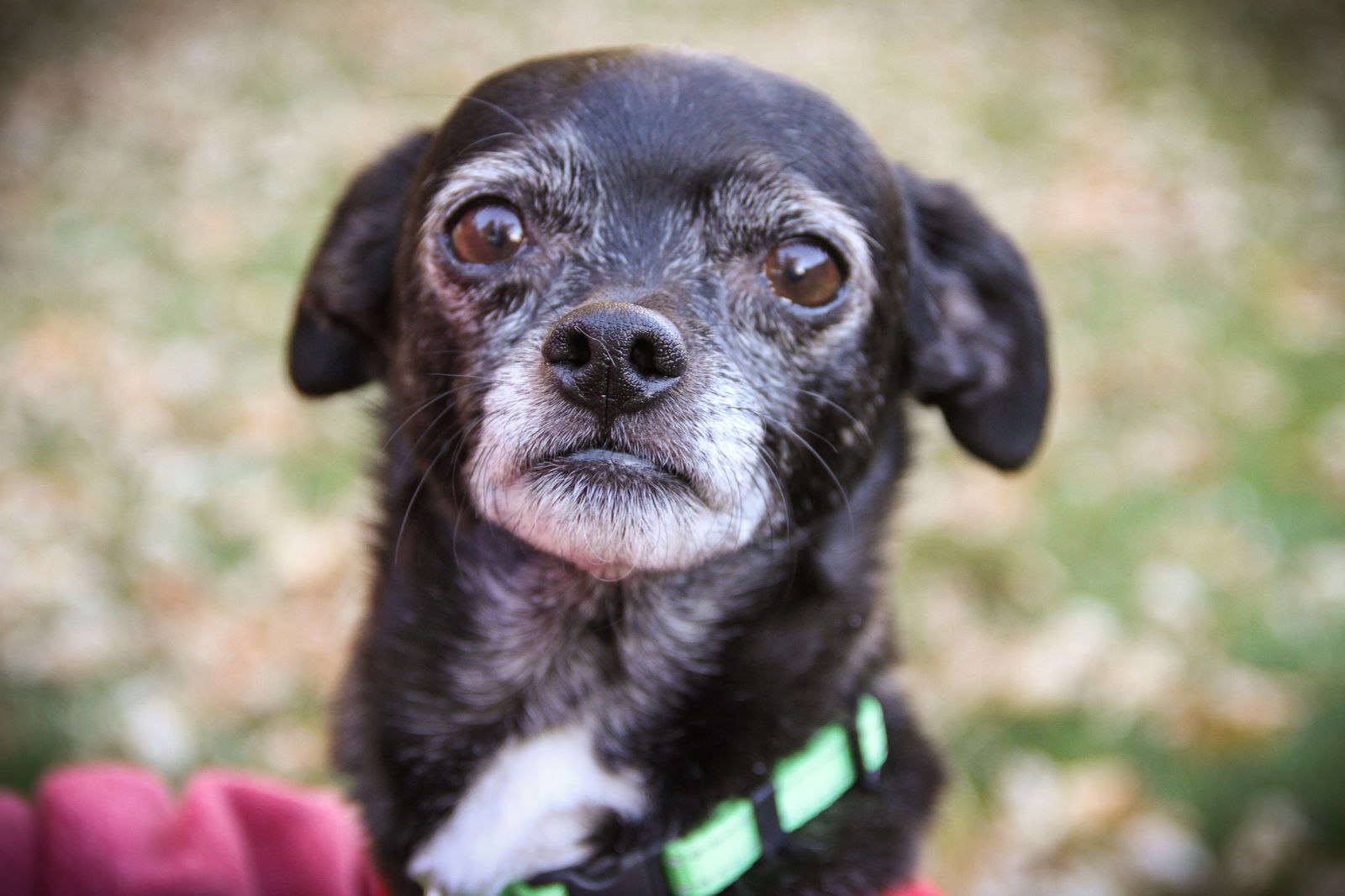 Panther, an adoptable Chihuahua in Salt Lake City, UT, 84171 | Photo Image 2