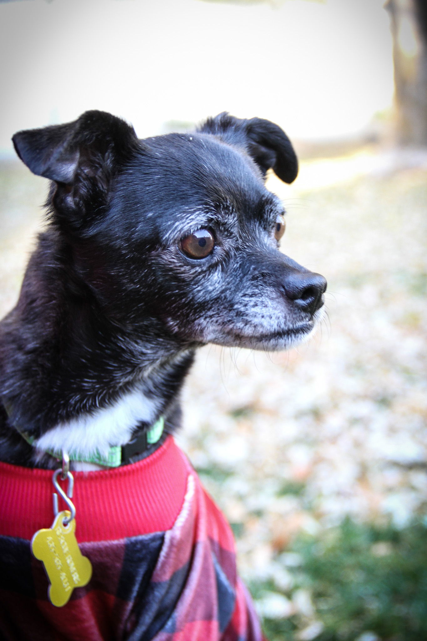 Panther, an adoptable Chihuahua in Salt Lake City, UT, 84171 | Photo Image 3