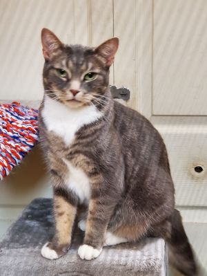 Molly, Adult Female Dilute Calico