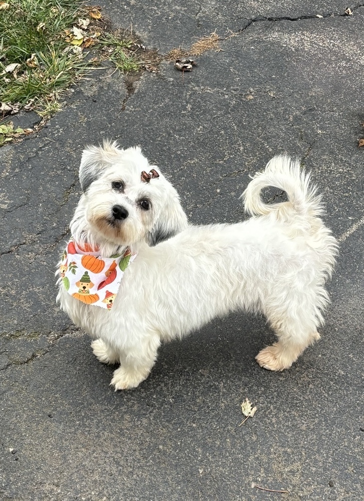 Hallie, an adoptable Havanese, Shih Tzu in Cheektowaga, NY, 14227 | Photo Image 1