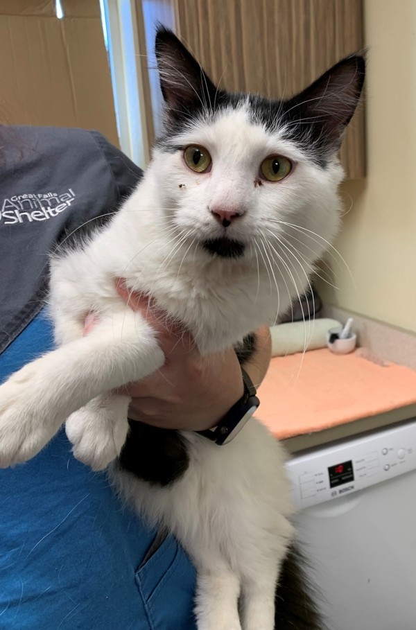 Haunt, an adoptable Domestic Short Hair in Great Falls, MT, 59405 | Photo Image 1