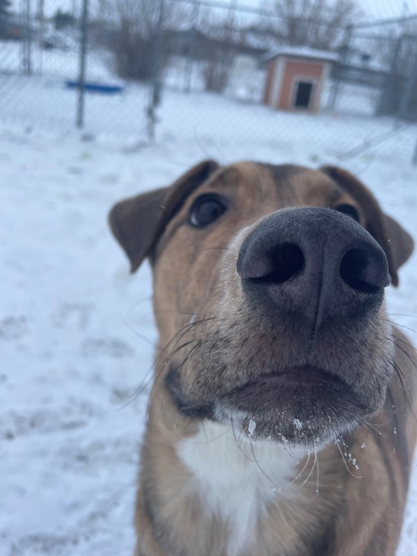 Zero, an adoptable Mixed Breed in Great Falls, MT, 59405 | Photo Image 3