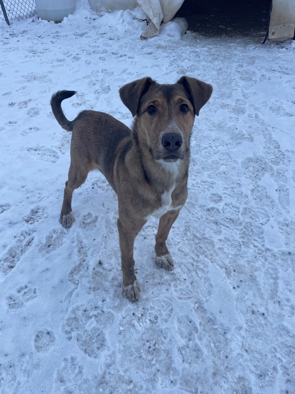 Zero, an adoptable Mixed Breed in Great Falls, MT, 59405 | Photo Image 4