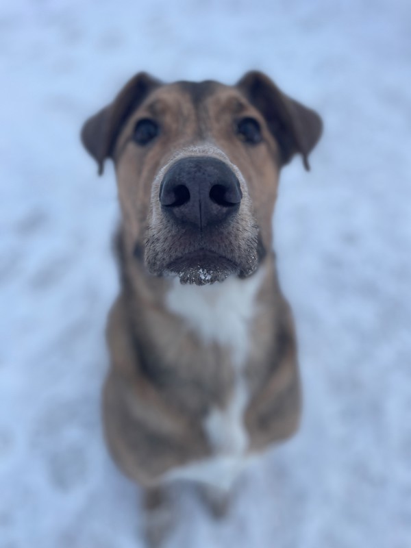 Zero, an adoptable Mixed Breed in Great Falls, MT, 59405 | Photo Image 5