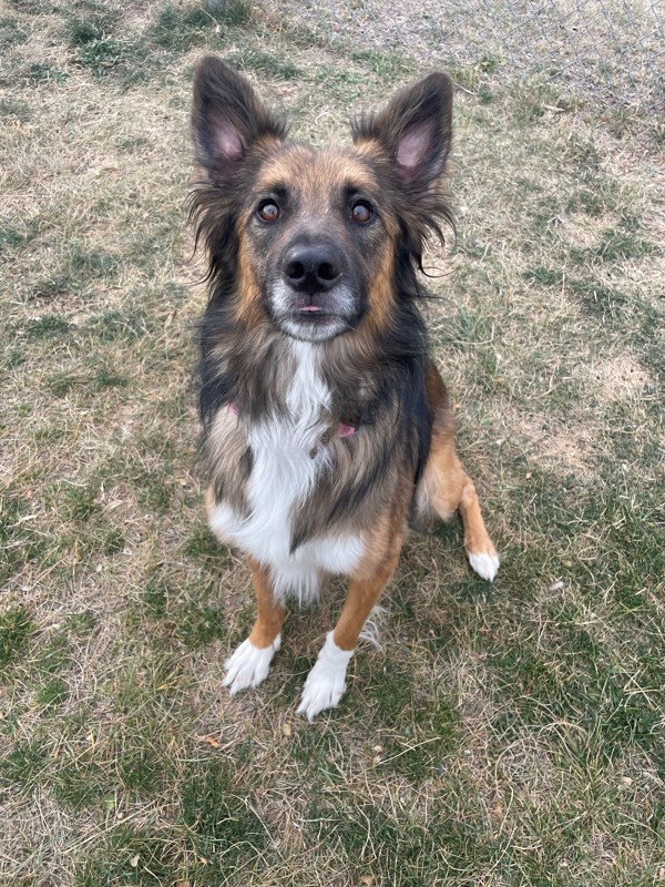 Koda, an adoptable Mixed Breed in Great Falls, MT, 59405 | Photo Image 3