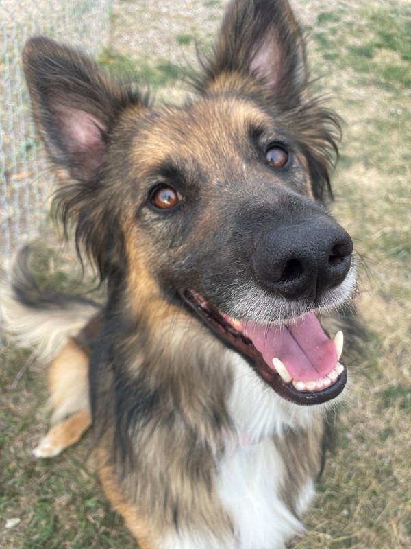 Koda, an adoptable Mixed Breed in Great Falls, MT, 59405 | Photo Image 4