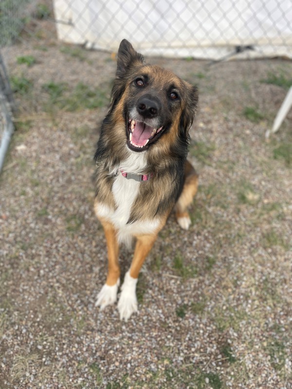Koda, an adoptable Mixed Breed in Great Falls, MT, 59405 | Photo Image 5