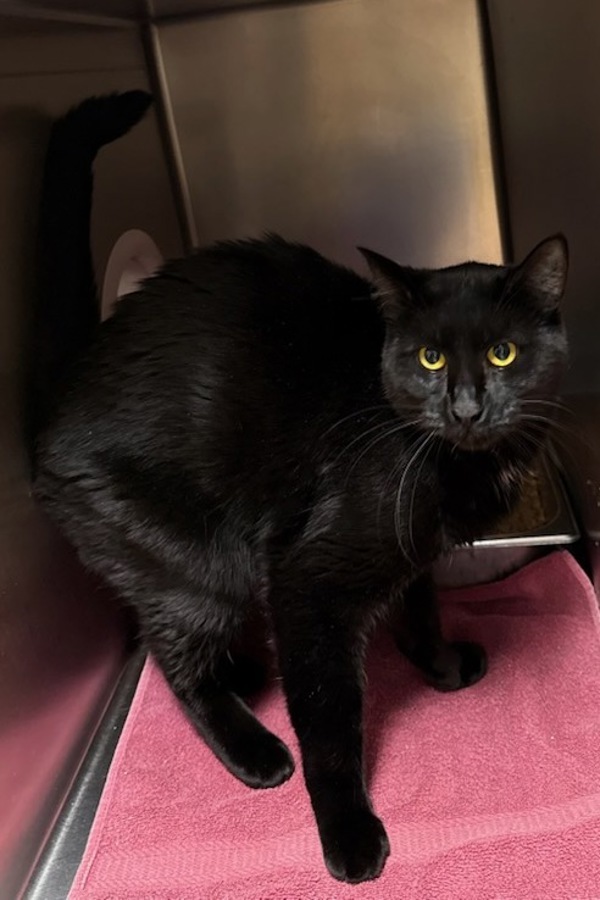 Turkey, an adoptable Domestic Short Hair in Great Falls, MT, 59405 | Photo Image 1