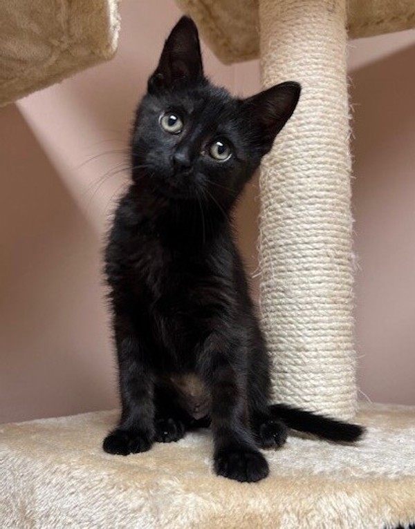 Penny Wise, an adoptable Domestic Short Hair in Great Falls, MT, 59405 | Photo Image 1