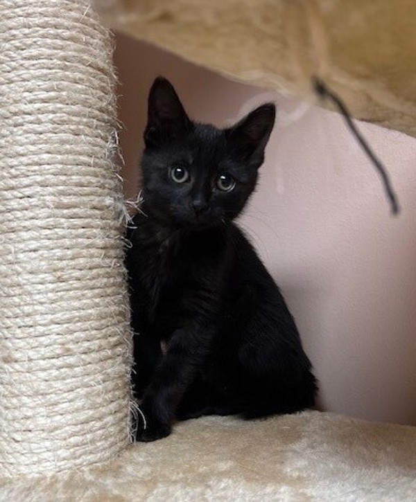 Penny Wise, an adoptable Domestic Short Hair in Great Falls, MT, 59405 | Photo Image 2