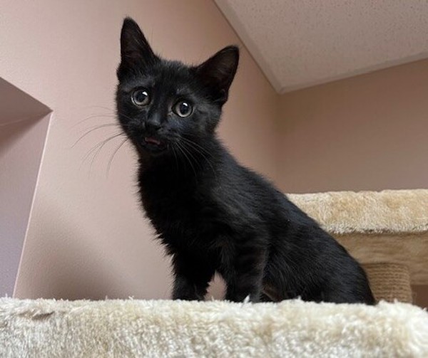 Penny Wise, an adoptable Domestic Short Hair in Great Falls, MT, 59405 | Photo Image 3