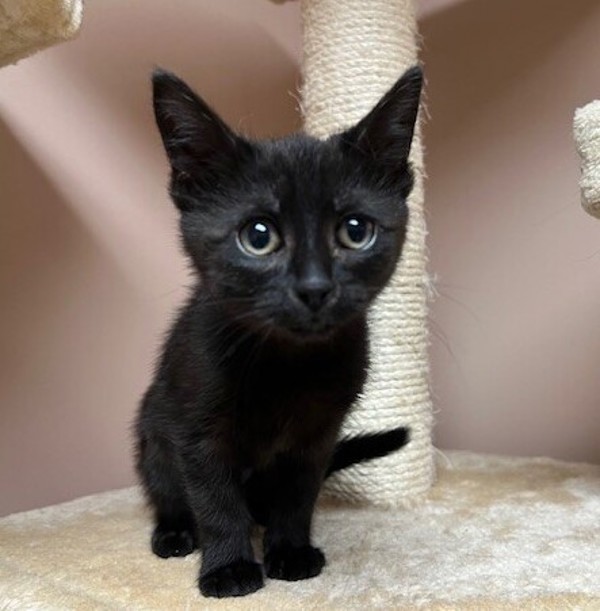 Penny Wise, an adoptable Domestic Short Hair in Great Falls, MT, 59405 | Photo Image 6