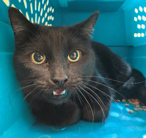 Sabrina, an adoptable Domestic Short Hair in Great Falls, MT, 59405 | Photo Image 1