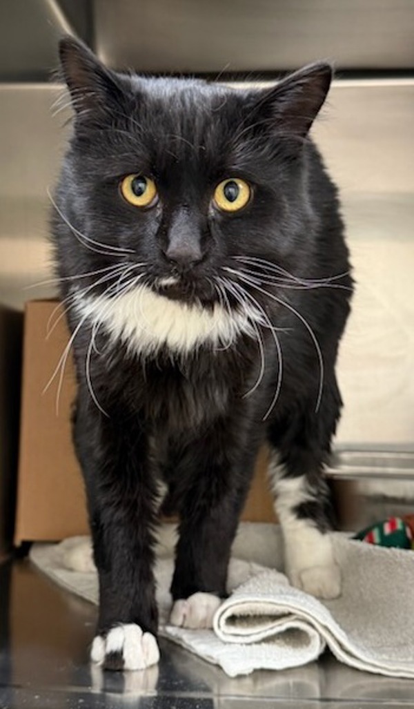 Hunter, an adoptable Domestic Medium Hair in Great Falls, MT, 59405 | Photo Image 1