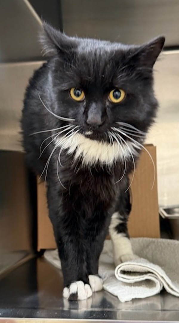 Hunter, an adoptable Domestic Medium Hair in Great Falls, MT, 59405 | Photo Image 3