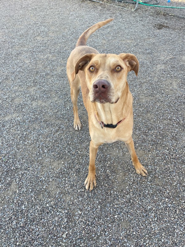 Pete, an adoptable Mixed Breed in Great Falls, MT, 59405 | Photo Image 4
