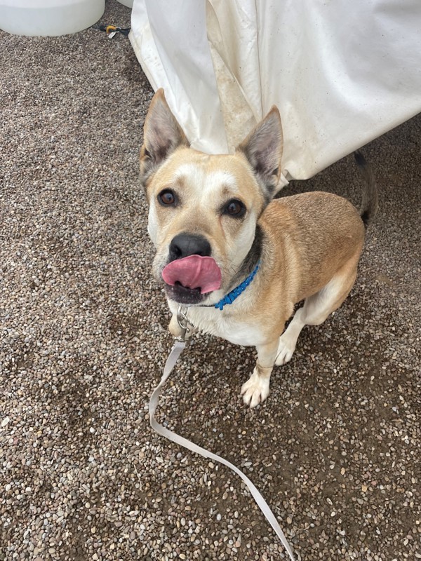 Velma, an adoptable Mixed Breed in Great Falls, MT, 59405 | Photo Image 3