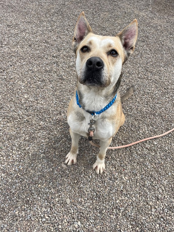 Velma, an adoptable Mixed Breed in Great Falls, MT, 59405 | Photo Image 4