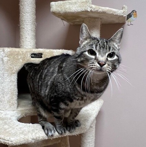 Hocus, an adoptable Domestic Short Hair in Great Falls, MT, 59405 | Photo Image 1