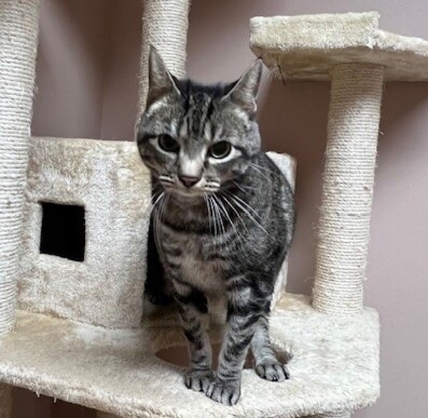 Hocus, an adoptable Domestic Short Hair in Great Falls, MT, 59405 | Photo Image 5