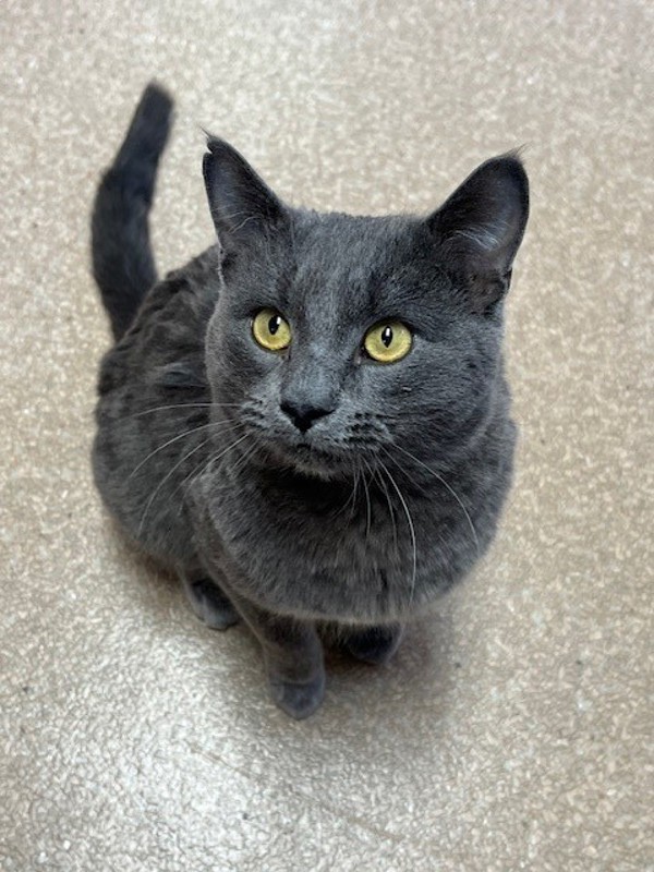 Casper, an adoptable Domestic Short Hair in Great Falls, MT, 59405 | Photo Image 1