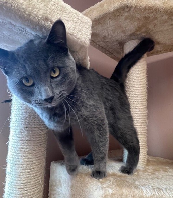 Casper, an adoptable Domestic Short Hair in Great Falls, MT, 59405 | Photo Image 3