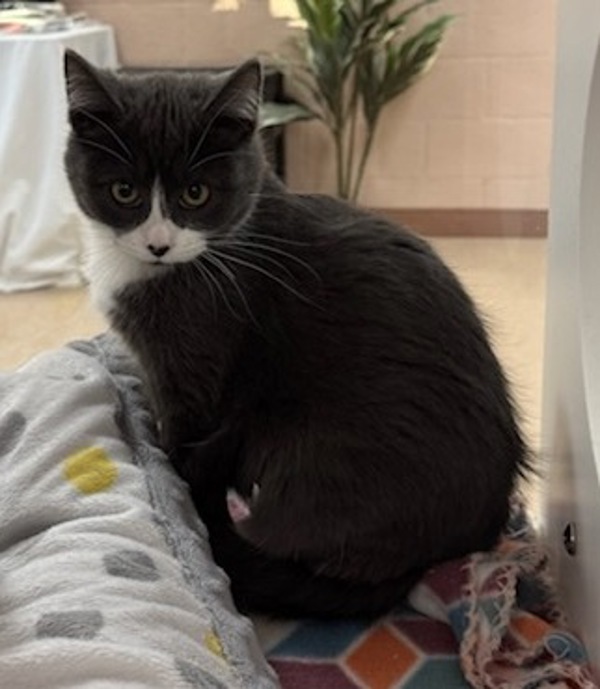 Monkey, an adoptable Domestic Short Hair in Great Falls, MT, 59405 | Photo Image 2