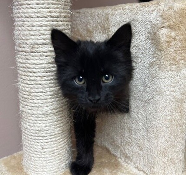 Chuck, an adoptable Domestic Medium Hair in Great Falls, MT, 59405 | Photo Image 1