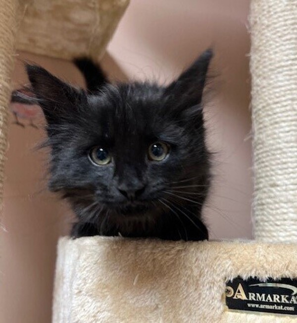 Chuck, an adoptable Domestic Medium Hair in Great Falls, MT, 59405 | Photo Image 4