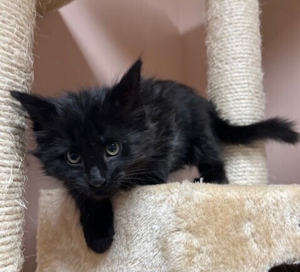 Chuck, an adoptable Domestic Medium Hair in Great Falls, MT, 59405 | Photo Image 5