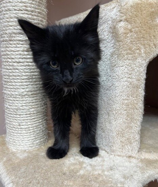 Chuck, an adoptable Domestic Medium Hair in Great Falls, MT, 59405 | Photo Image 6