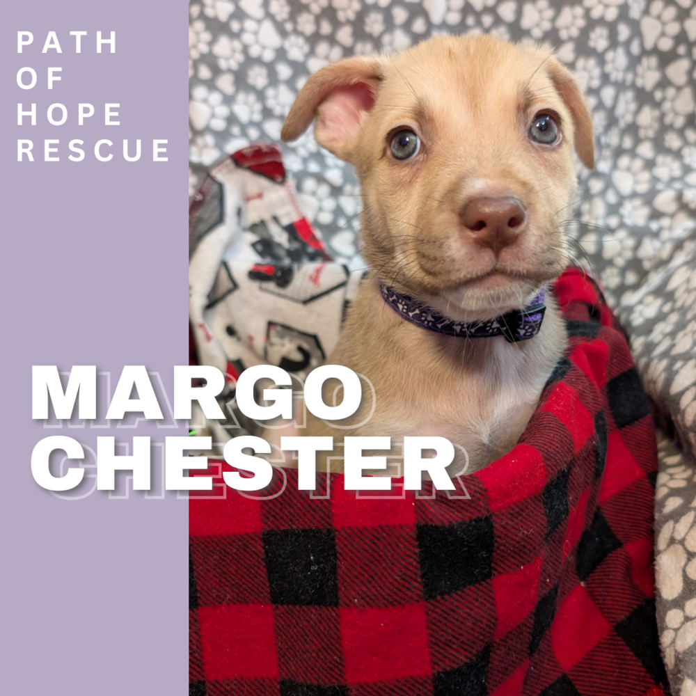 Margo Chester