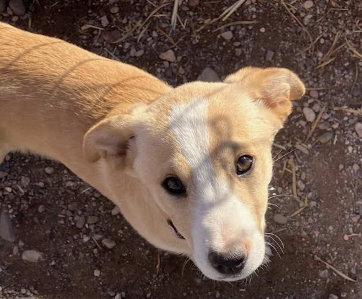 June, an adoptable Border Collie in Williamsburg, NM, 87942 | Photo Image 2