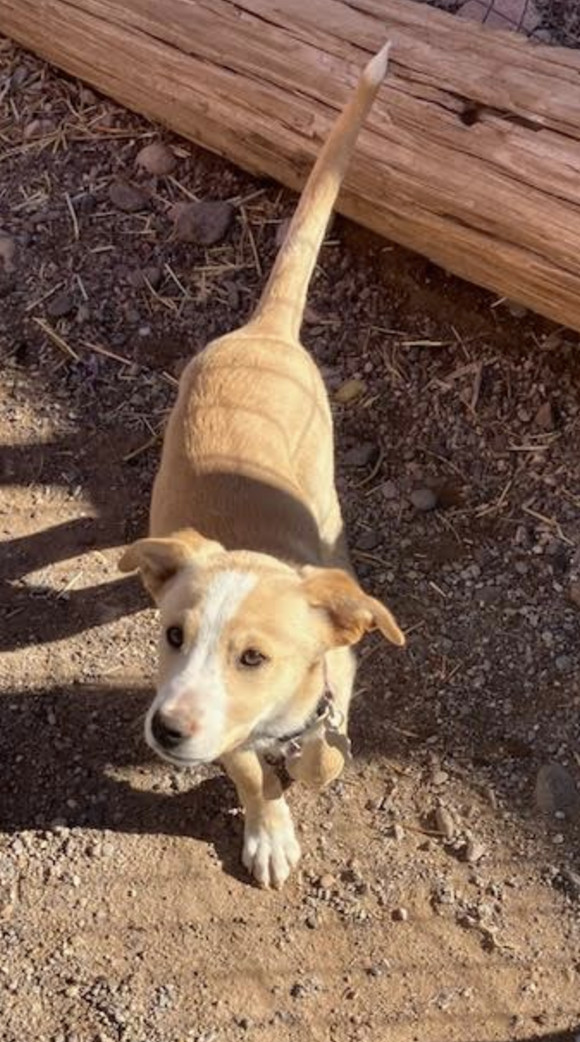 June, an adoptable Border Collie in Williamsburg, NM, 87942 | Photo Image 4