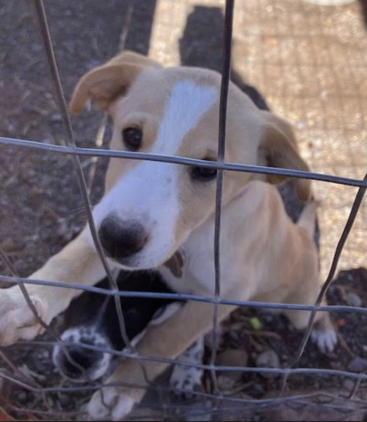 June, an adoptable Border Collie in Williamsburg, NM, 87942 | Photo Image 6