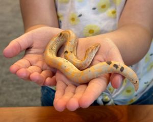 Valentina, Adult Female unknown