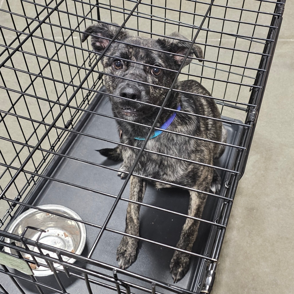 Lola, an adoptable Rat Terrier, Mixed Breed in Bismarck, ND, 58507 | Photo Image 1