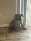 Bruiser photo 2