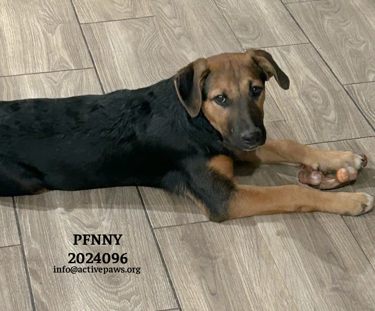 Penny