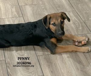 Penny, Young Female unknown
