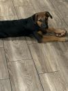 Penny photo 3