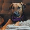Penny photo 4