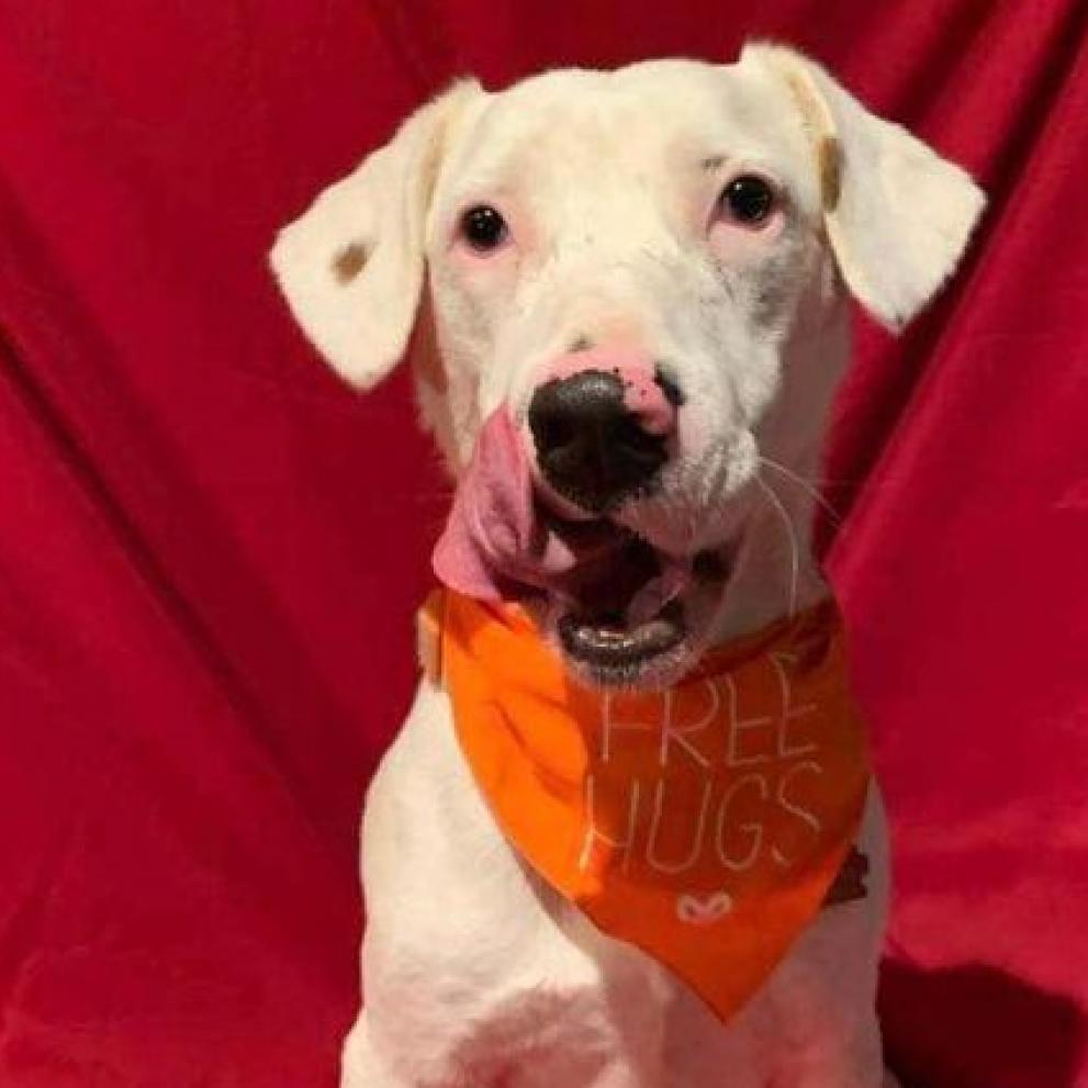Gilley, an adoptable Dalmatian, Australian Cattle Dog / Blue Heeler in Wadena, MN, 56482 | Photo Image 1