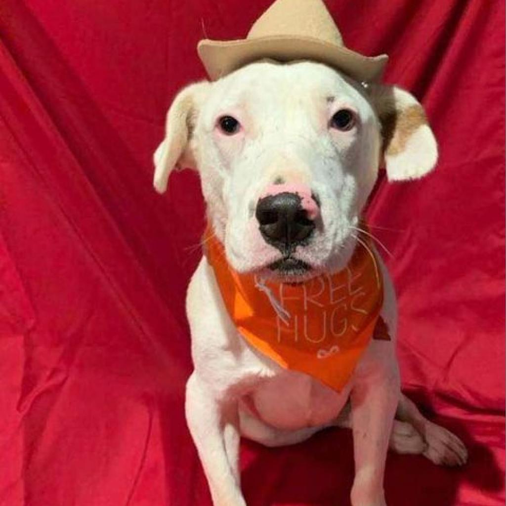 Gilley, an adoptable Dalmatian, Australian Cattle Dog / Blue Heeler in Wadena, MN, 56482 | Photo Image 2