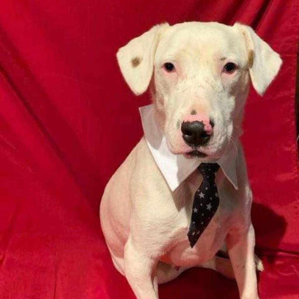 Gilley, an adoptable Dalmatian, Australian Cattle Dog / Blue Heeler in Wadena, MN, 56482 | Photo Image 3